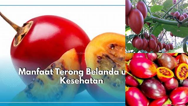 Temukan 9 Manfaat Terong Belanda untuk Wanita yang Jarang Diketahui