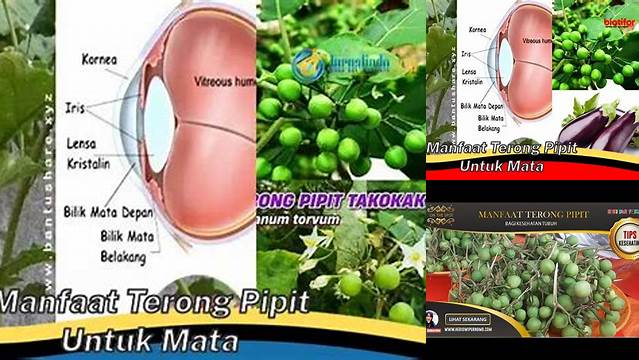 Manfaat Terong Pipit untuk Mata yang Jarang Diketahui, Wajib Tahu!