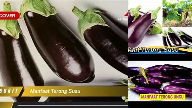 Manfaat Terong Susu: Temukan Manfaatnya yang Jarang Diketahui!
