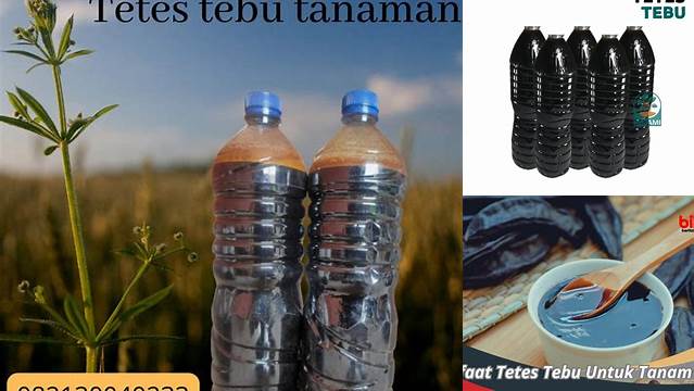 Manfaat Tetes Tebu untuk Tanaman: Temuan dan Wawasan Mengejutkan