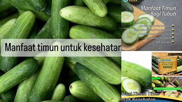 Manfaat Timun Tikus untuk Kesehatan: Temuan dan Wawasan Langka yang Perlu Anda Tahu!