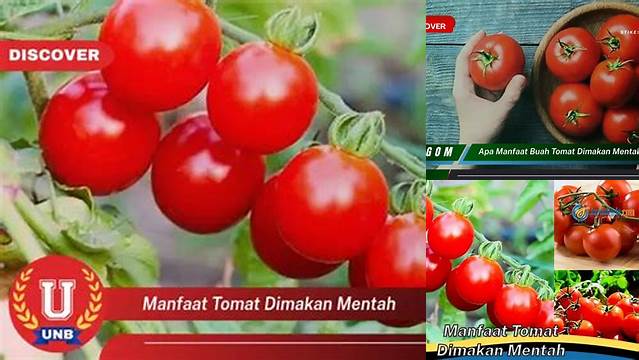Manfaat Tomat Mentah yang Jarang Diketahui dan Wajib Anda Tahu
