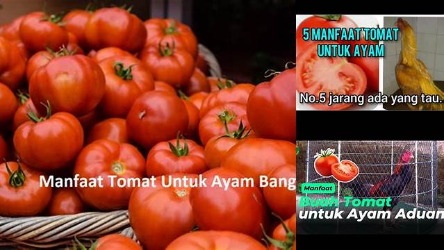 Temukan Manfaat Tomat untuk Ayam yang Jarang Diketahui