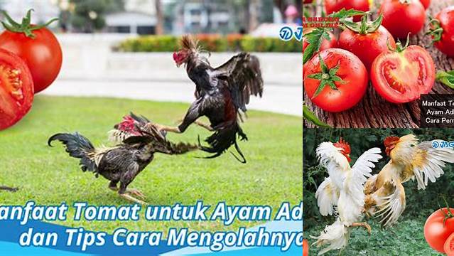 Ungkap 8 Manfaat Tomat untuk Ayam Aduan yang Jarang Diketahui