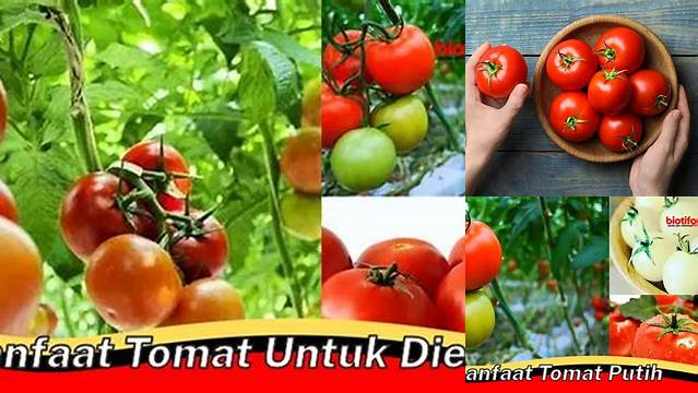 10 Manfaat Tomat untuk Diet yang Jarang Diketahui