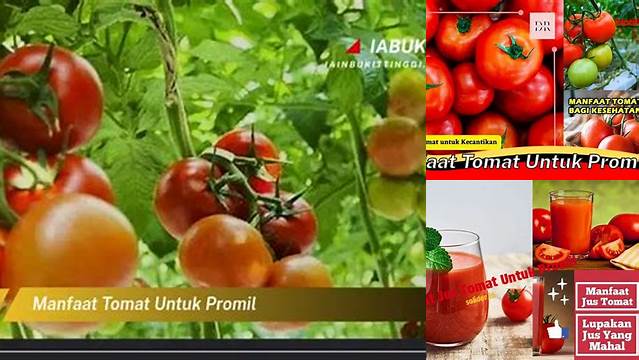 Temukan Manfaat Tomat untuk Promil yang Jarang Diketahui
