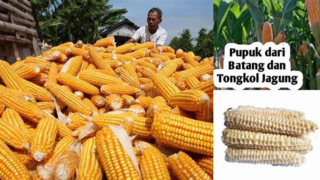 5 Manfaat Tongkol Jagung yang Belum Diketahui