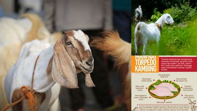 Temukan Manfaat Torpedo Kambing Bagi Pria yang Jarang Diketahui