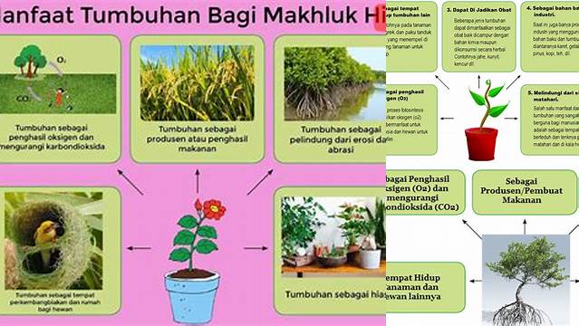 Temukan Manfaat Tumbuhan Bagi Manusia yang Jarang Diketahui