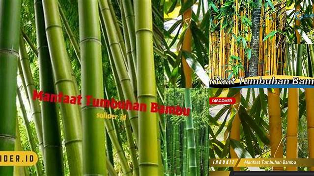 5 Manfaat Tumbuhan Bambu yang Jarang Diketahui