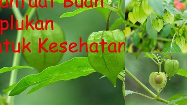 Temukan Manfaat Tumbuhan Ciplukan yang Jarang Diketahui