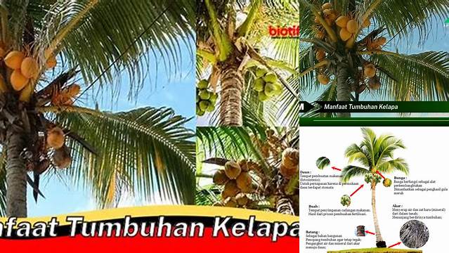 Manfaat Tumbuhan Kelapa yang Jarang Diketahui, Wajib Anda Simak!