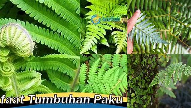 15 Manfaat Tumbuhan Paku untuk Manusia yang Jarang Diketahui
