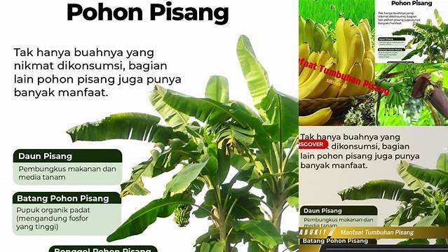 Temukan Manfaat Tumbuhan Pisang yang Jarang Diketahui