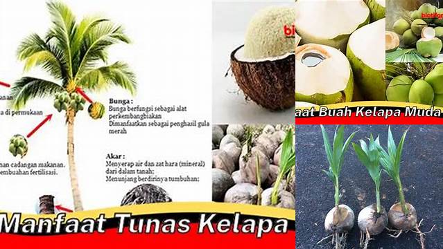 Manfaat Tunas Kelapa yang Jarang Diketahui, Ini Temuannya!