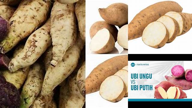 Temukan Manfaat Ubi Putih yang Jarang Diketahui