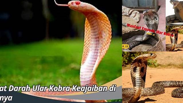 Manfaat Ular Kobra yang Jarang Diketahui, Wajib Anda Ketahui