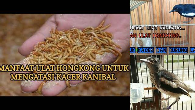 Temukan Manfaat Ulat Hongkong untuk Kacer yang Jarang Diketahui