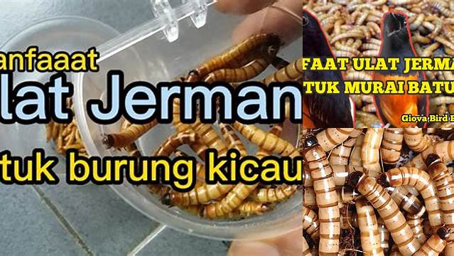 Temukan 10 Manfaat Ulat Jerman yang Jarang Diketahui