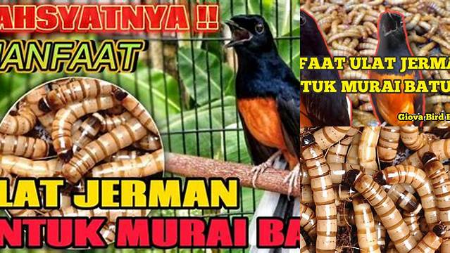 Manfaat Ulat Jerman untuk Murai yang Anda Butuh Tahu