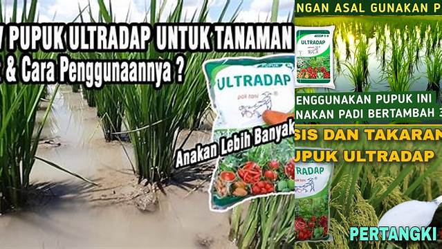 Temukan Manfaat Ultradap untuk Padi yang Jarang Diketahui