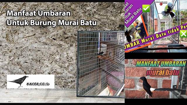 Ungkap Manfaat Umbaran Murai Batu yang Jarang Diketahui, Anda Wajib Tahu!