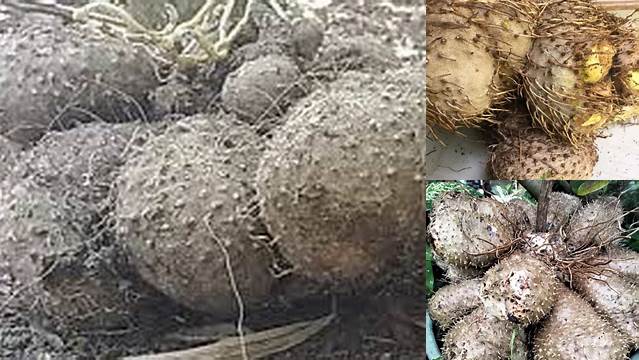 Temukan Manfaat Umbi Gadung yang Jarang Diketahui, Wajib Tahu!