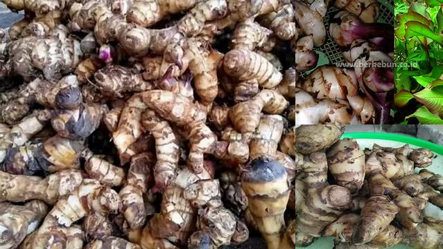 Temukan 9 Manfaat Umbi Ganyong yang Jarang Diketahui