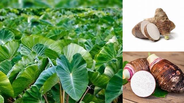 Temukan Beragam Manfaat Umbi Keladi yang Jarang Diketahui