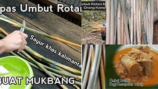 Temukan Khasiat Umbut Rotan yang Jarang Diketahui