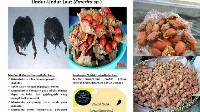 Temukan Manfaat Undur Undur Laut yang Jarang Diketahui!