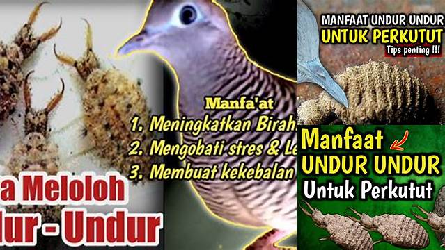 Ungkap 10 Manfaat Undur-undur untuk Perkutut yang Jarang Diketahui