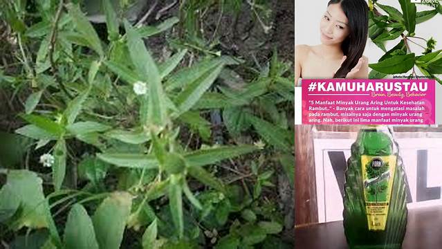 Temukan 10 Khasiat Urang Aring untuk Rambut yang Jarang Diketahui