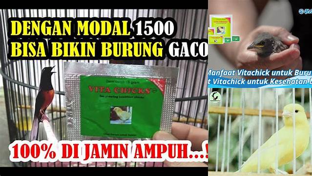 Temukan Manfaat Vitachick untuk Burung Kicau yang Jarang Diketahui