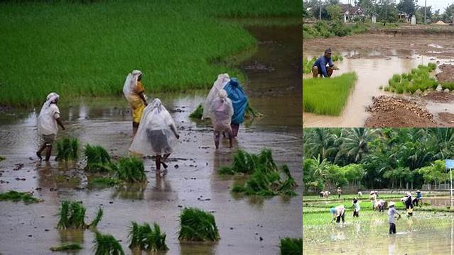 Menyingkap 7 Manfaat Musim Hujan untuk Petani yang Jarang Diketahui