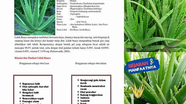 Temukan Manfaat Tersembunyi Lidah Buaya yang Wajib Anda Ketahui