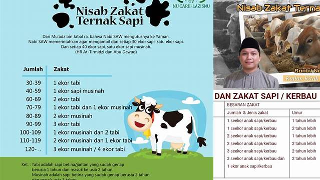 Nisab Zakat Sapi