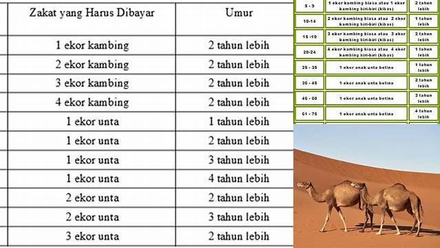 Nisab Zakat Unta