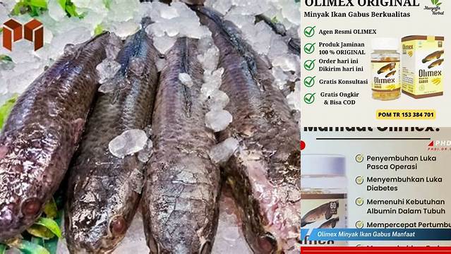 Temukan 9 Manfaat Olimex Minyak Ikan Gabus yang Jarang Diketahui