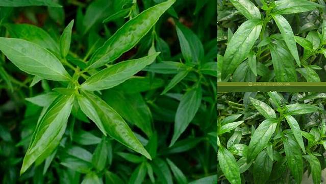 Temukan Manfaat Pohon Sambiloto yang Jarang Diketahui