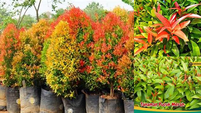 4 Manfaat Pucuk Merah yang Jarang Diketahui