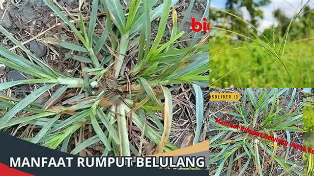 Temukan Manfaat Rumput Belulang yang Jarang Diketahui