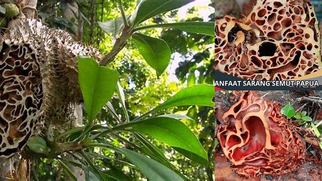 Terungkap Manfaat Sarang Semut yang Jarang Diketahui