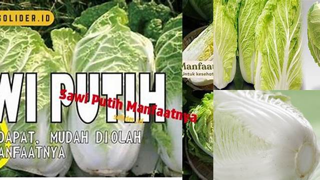 Temukan 7 Manfaat Sawi Putih yang Jarang Diketahui