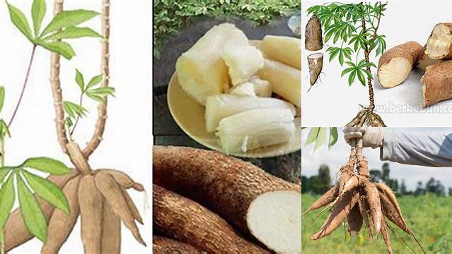 Temukan 4 Manfaat Ubi Singkong yang Jarang Diketahui