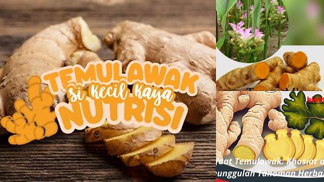 Temukan Manfaat Langka Tanaman Temulawak yang Jarang Diketahui