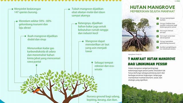 Temukan Manfaat Hutan Mangrove yang Perlu Anda Ketahui