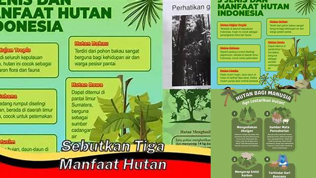 Temukan 3 Manfaat Hutan yang Belum Banyak Diketahui