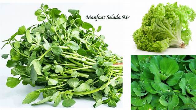 Temukan Manfaat Selada Air yang Jarang Diketahui