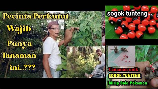Temukan Manfaat Sogok Tunteng yang Belum Banyak Diketahui